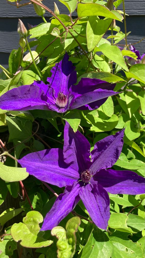 Purple clematis blooms against a background of their green leaves