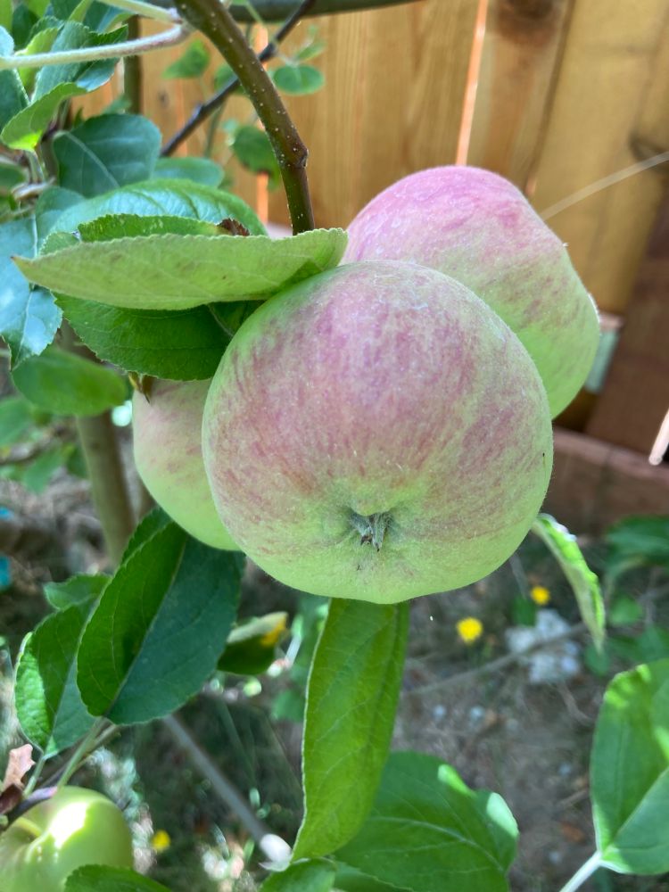 Bunch of three apples growing in the tree