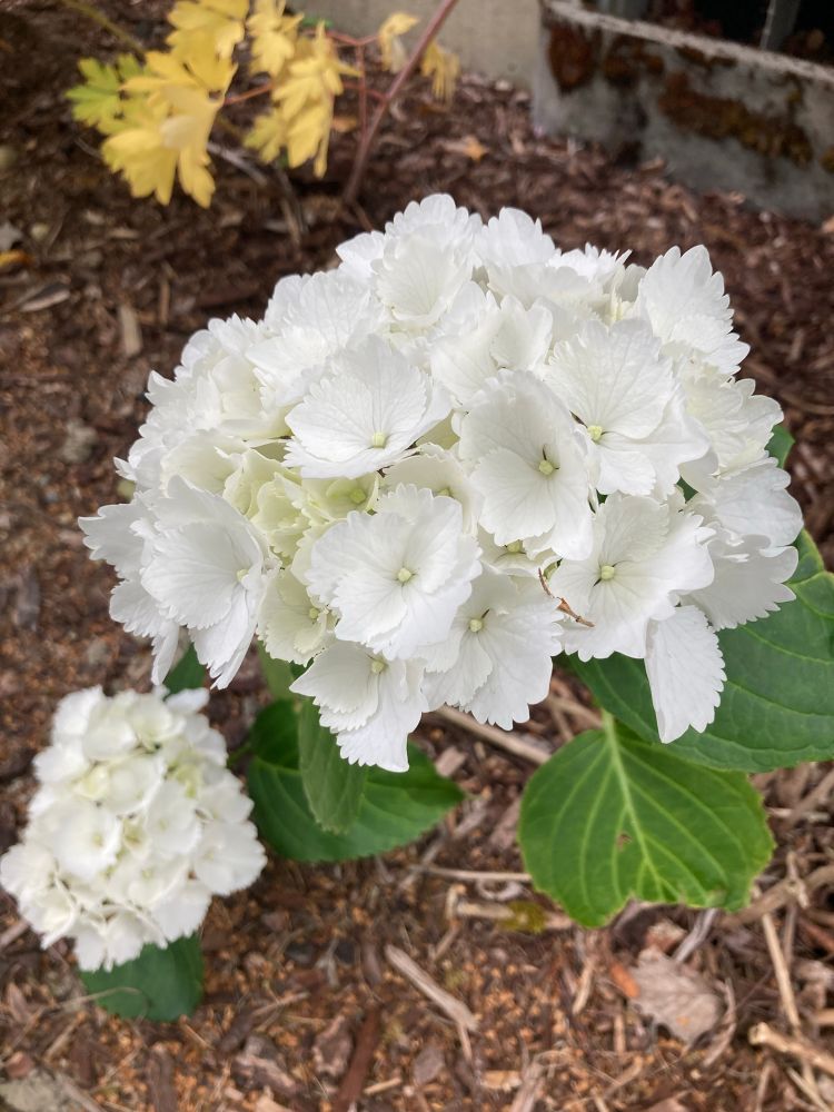 White hydrangea blooms 