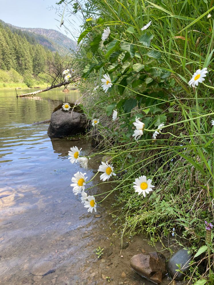 Daisies with white petals and yellow disc florets in the center growing horizontally from a riverbank 