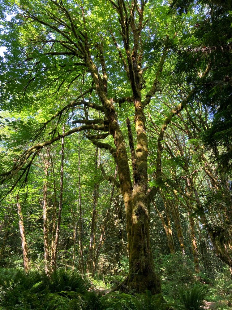 Sunlight through the forest canopy, big leaf maple tree, surrounded by sword ferns.