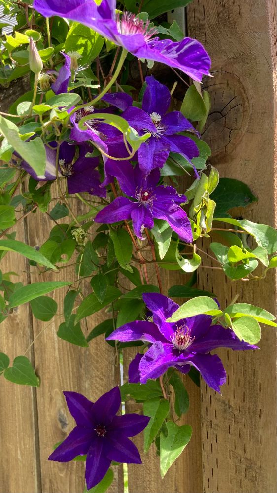 Purple clematis flowers on a vine growing over a wooden fence