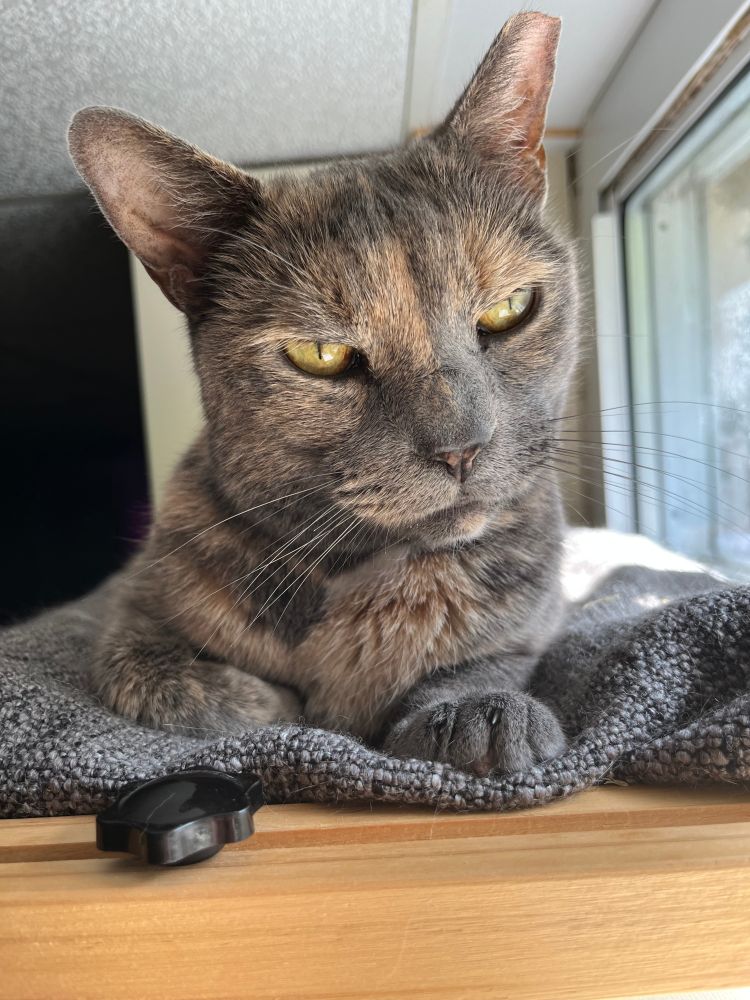 fiona the cat in a sunny window perch, glaring