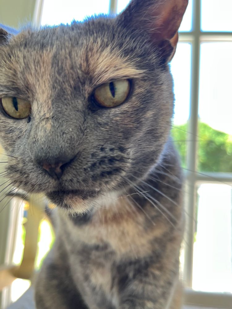 close up of fiona the cat, sunny window behind her. i wiped away the eye crud after photo was taken. 