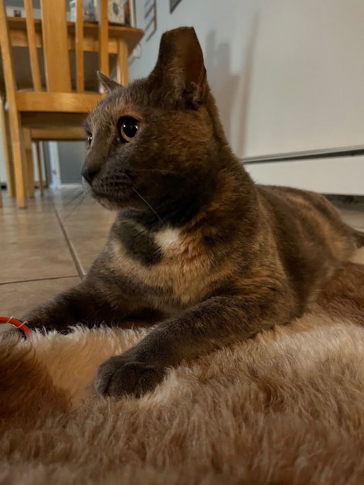 fiona the cat on a shaggy blanket in dim lighting