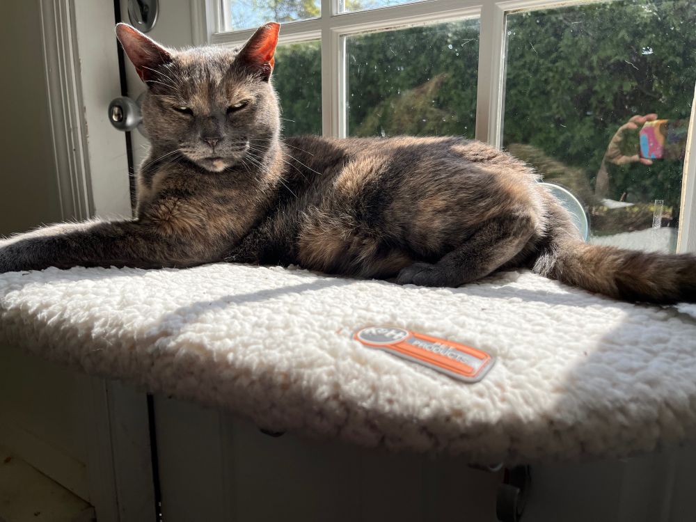 Fiona the cat, as described 