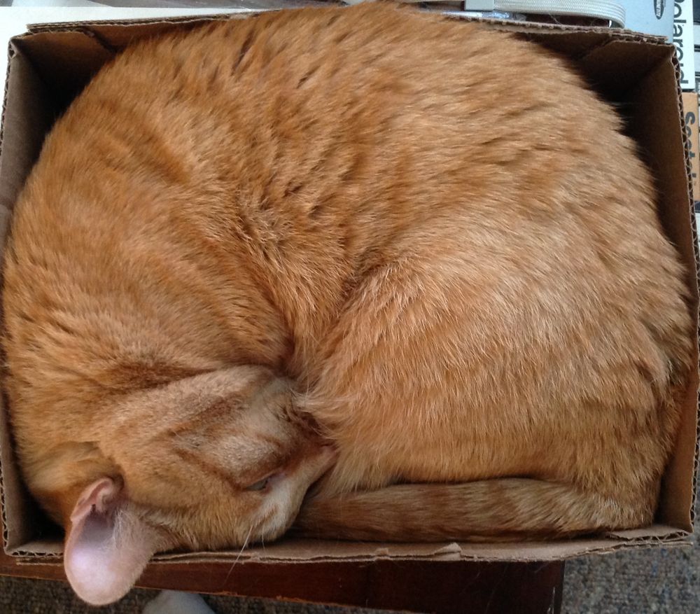 A female orange cat named Bath Time, folded in half to the exact size and shape to fit inside an empty 12-pack Maruchan ramen packets box.
