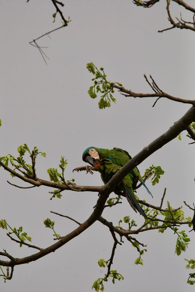 Picture of a Chestnut-fronted Macaw preening its leg feathers