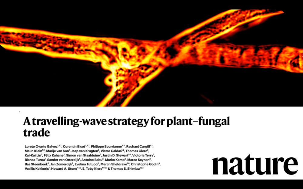 A travelling-wave strategy for plant-fungal trade. An image of a microscopic view of fungi. Nature logo.