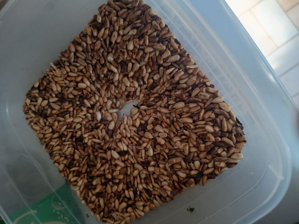 Wir sehen auf den 4 Bildern Bärlauchpesto im Werden: Geröstete Sonnenblumenkerne, dann Bärlauchblätter, Pesto in Gläsern und zuletzt eine Scheibe Brot mit Pesto zum Anstesten.