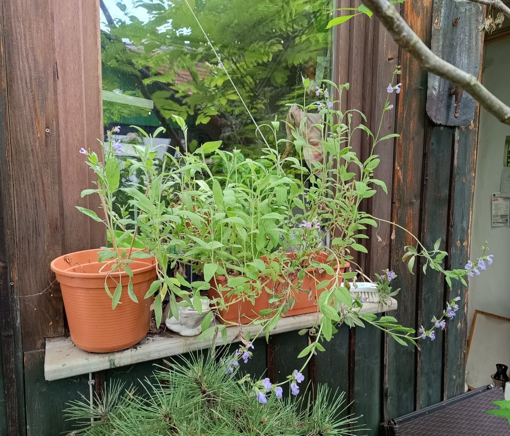 blühender Salbei auf einer Fensterbank