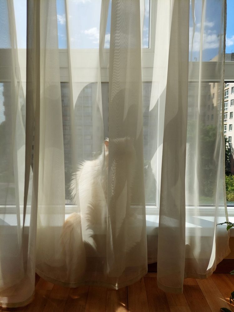 A photo of a white fluffy cat sunbathing in a big window, with sheer curtains in front of him.