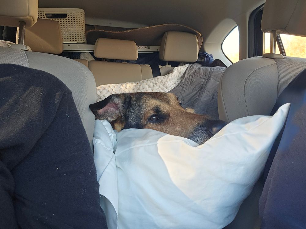 A shepherd mixed dog stuffed in a filled to the brim car.