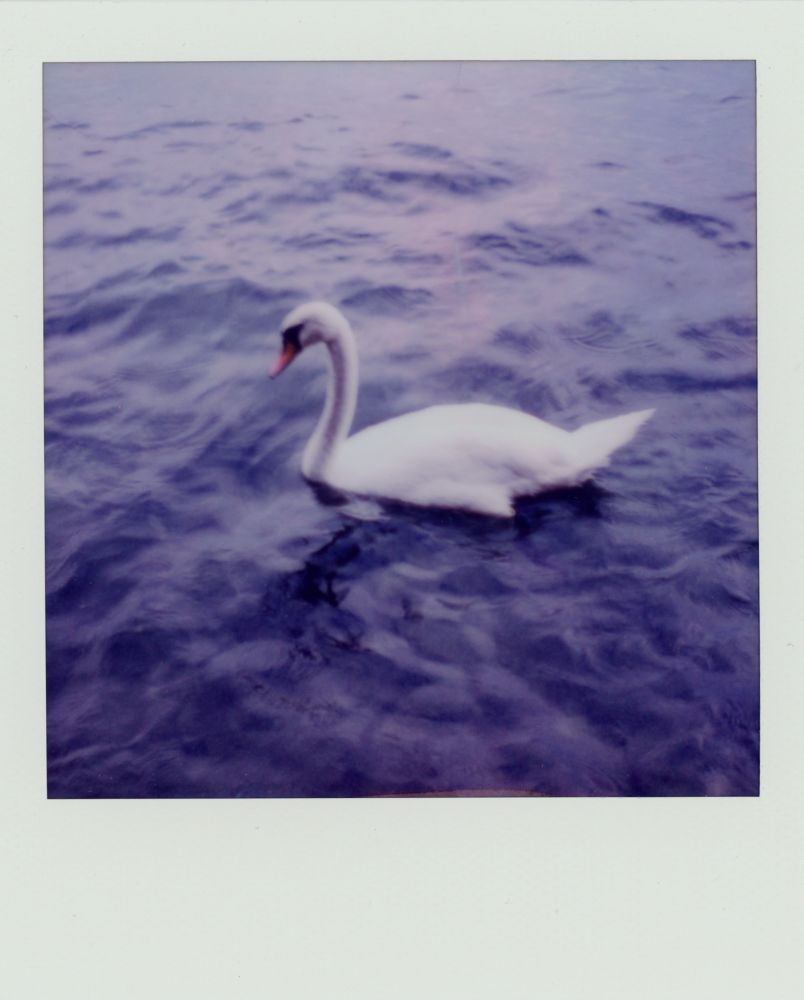 Swiss swan