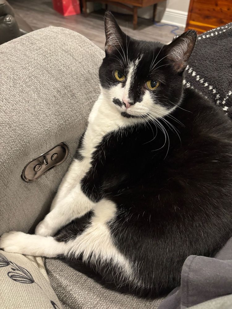 Black and white tuxedo cat