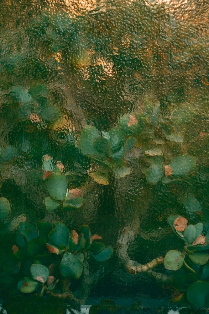 Plant behind structured glass