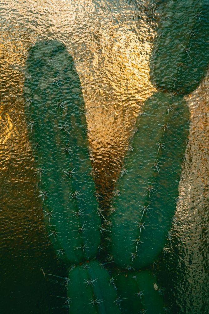 Cactus behind structured glass