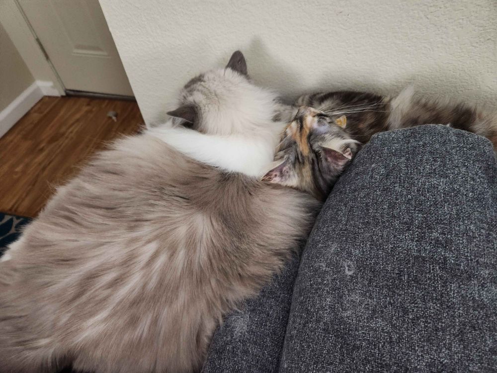 A 4 month old Maine Coon resting her head on a very fluffy adult ragdoll