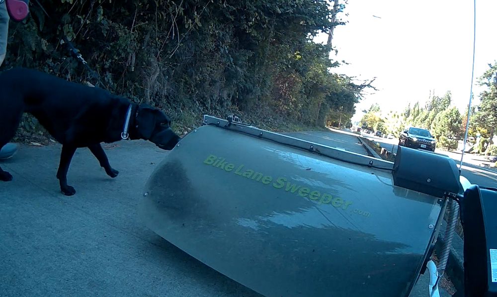 a large black dog on a leash, sniffing the sweeper