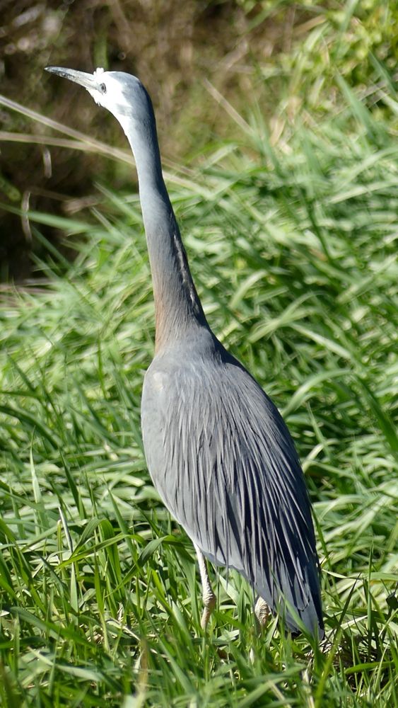 White-Faced Heron