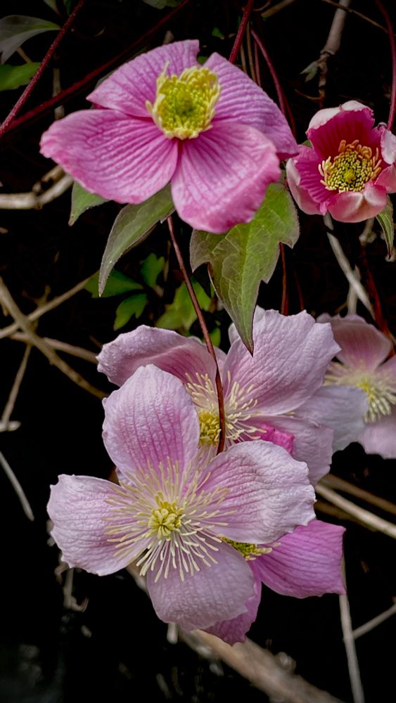 Clematis Montana, (Himalayan Clematis).