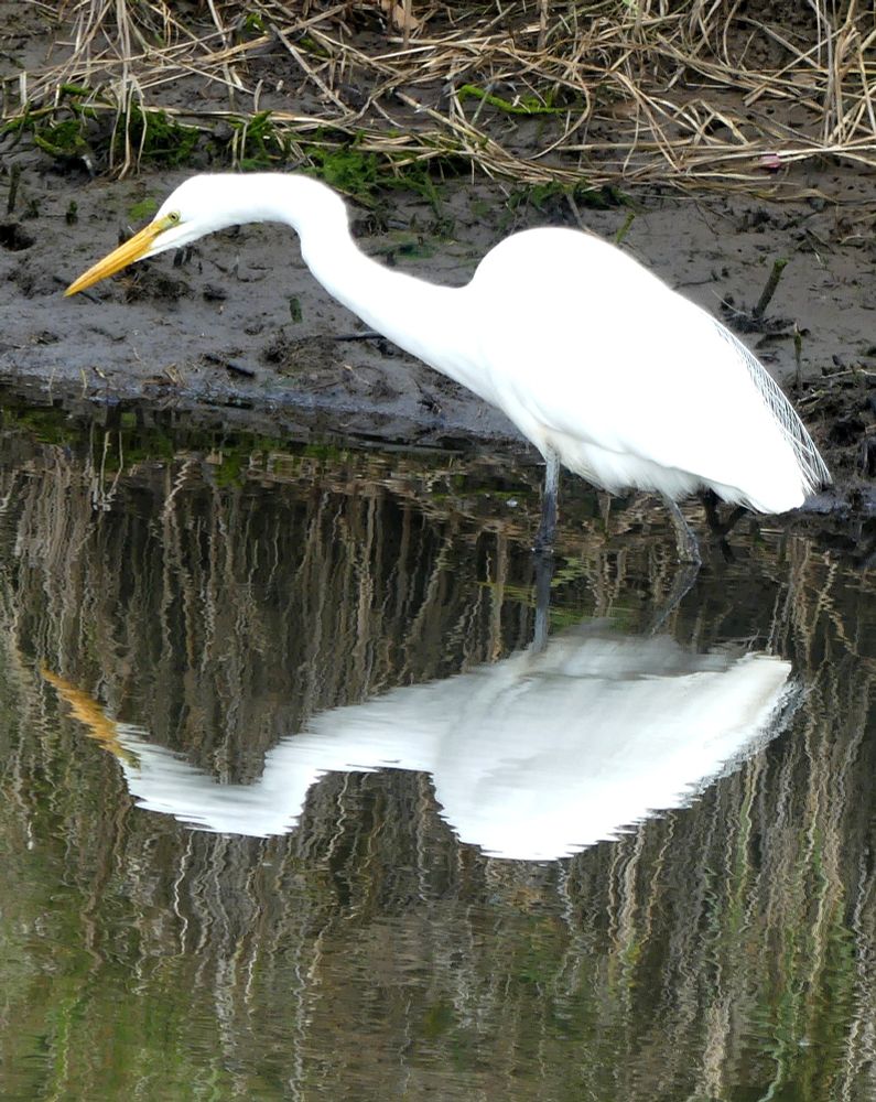 White Heron