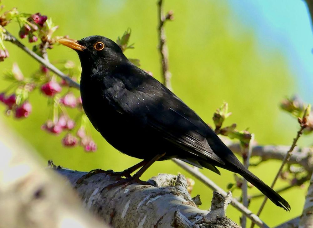 Eurasian Blackbird (Turdus Merula)