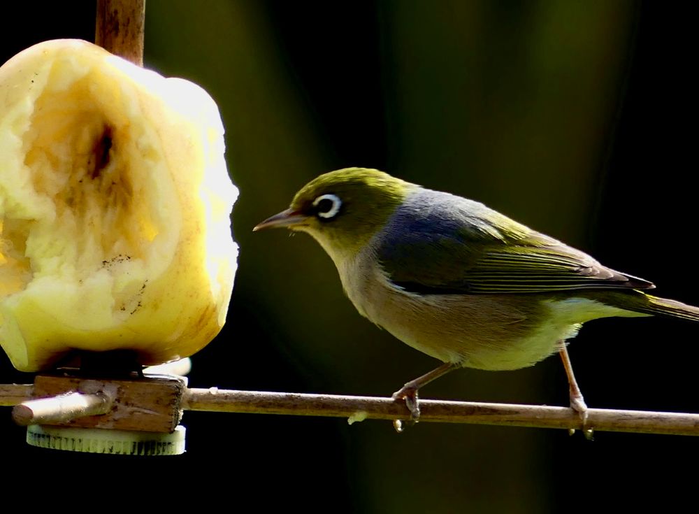 Silvereyes (Zosterops Lateralis)