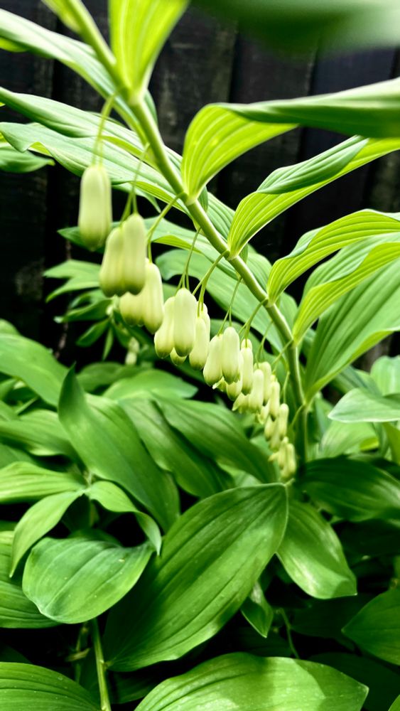 Solomon's seal