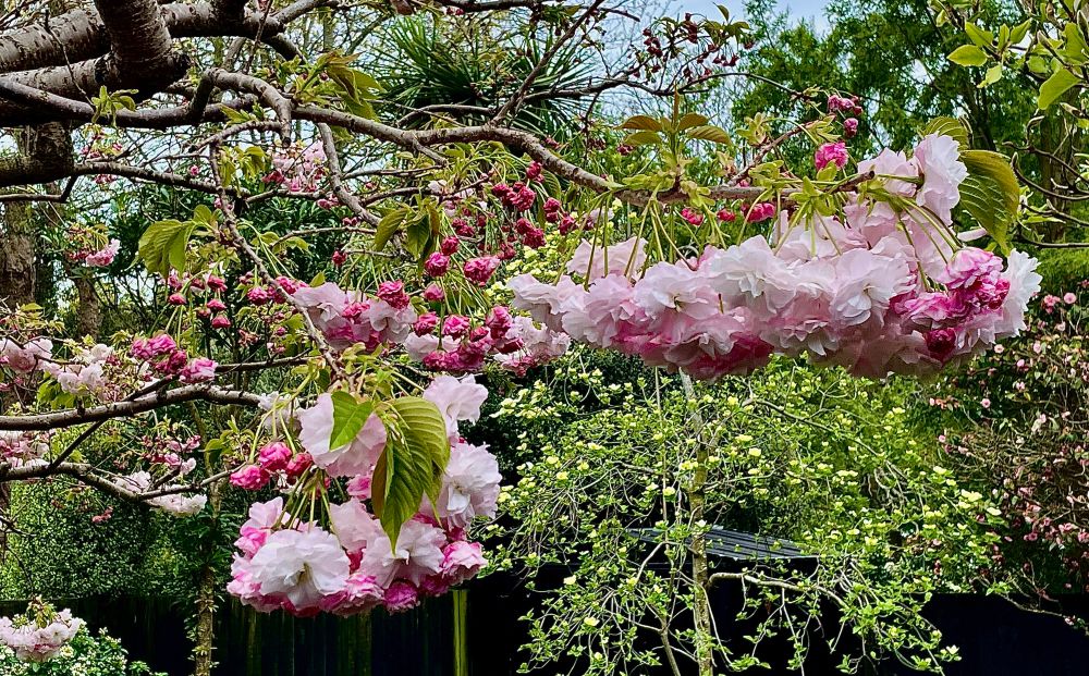 Cherry blossom opening.