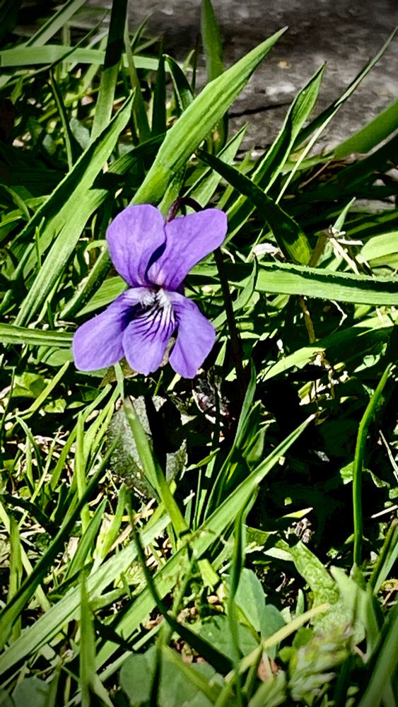 Wayward violet invading the lawn