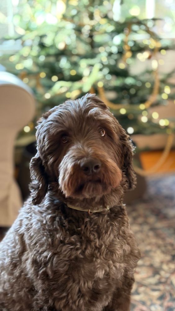 Hugo, an Australian labradoodle, looks longingly at you while remaining floofy. 