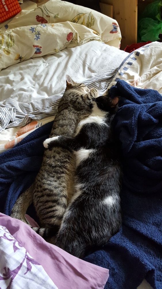 Eine graugetigerte und eine schwarze Katze schlafen Bauch an Bauch auf einem Bademantel in einem ungemachten Bett