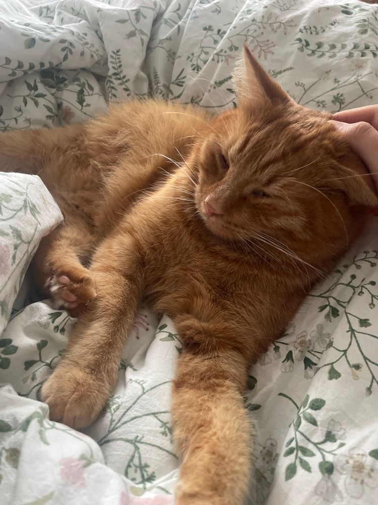 kater kasimir liegt verschlafen im bett