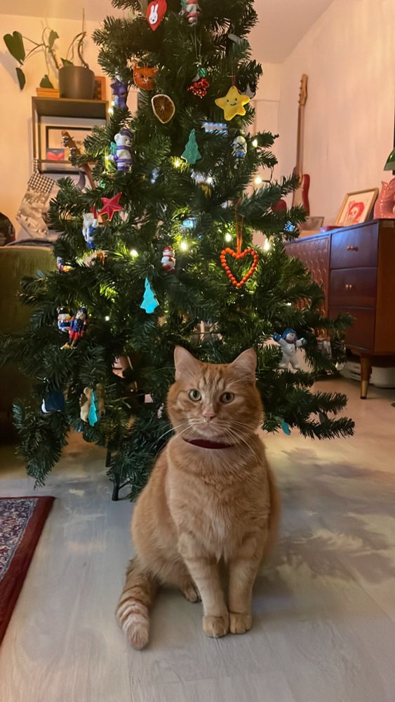 kater kasimir mit rotem halsband vor weihnachtsbaum sitzend