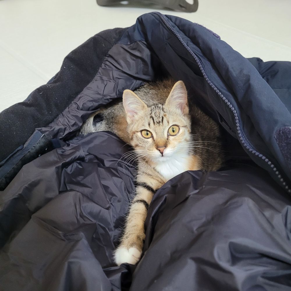 고양이가 인간의 롱패딩을 점령하고있는 귀여운 사진