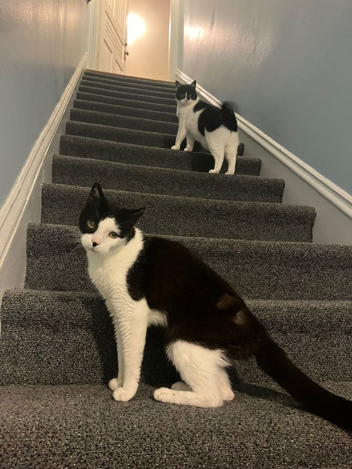 Blair the black and white cat sits on one of the steps on a carpeted staircase. She stares straight into the camera. Behind her, a few steps above, Babka the black and white cat has her front paws on a step above the step where her back legs are. Babka turns her head to look at the camera and her tail appears as a blur because it is moving quickly. “Look at me. Just me!” Blair demands.