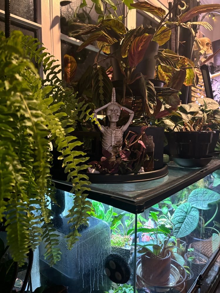 A small skeleton in a yoga pose with hands above head and crossed legs is surrounded by houseplants, atop a humidity tank of more plants.