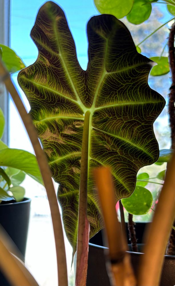 The underside of an alocasia amazonica, all green and purple and yellow and kinda weird, but very cool.