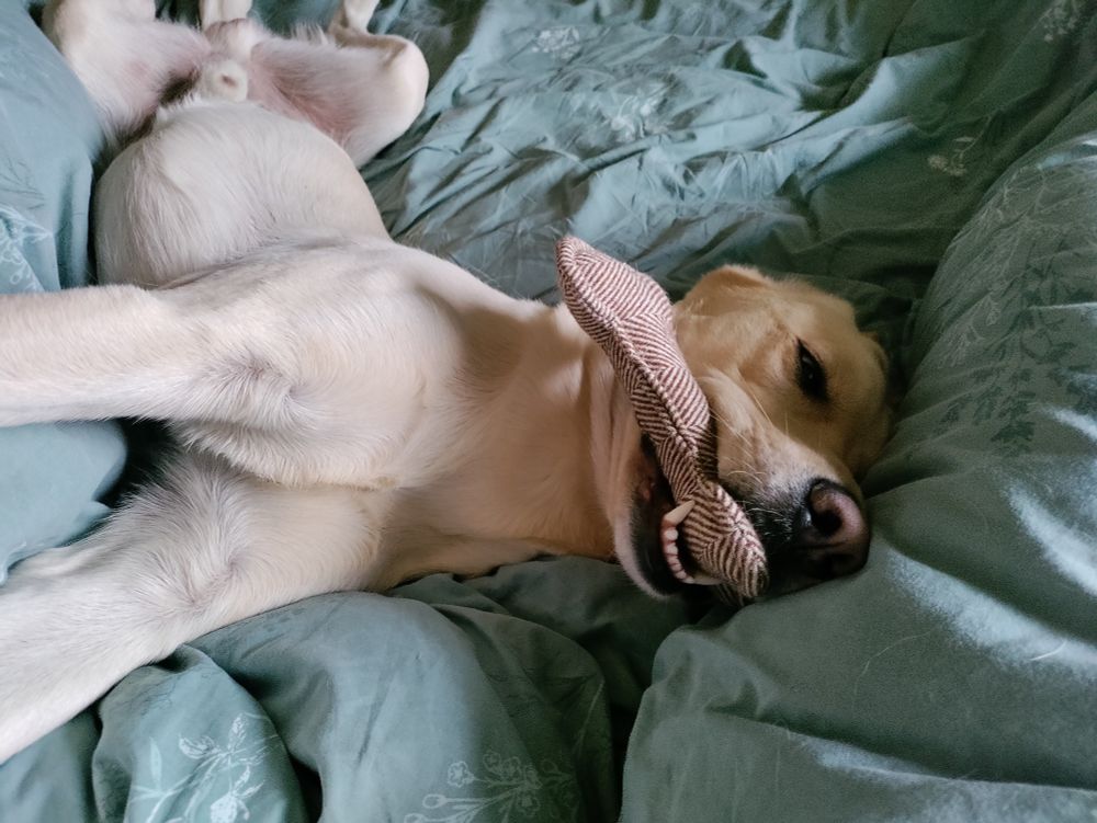 Golden Labrador lying on a bed with his legs splayed, a fabric bone in his mouth. He looks ridiculous.

