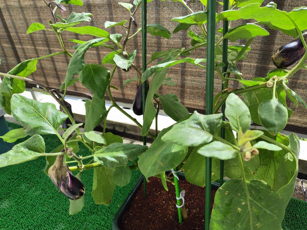 ベランダ園芸のなす