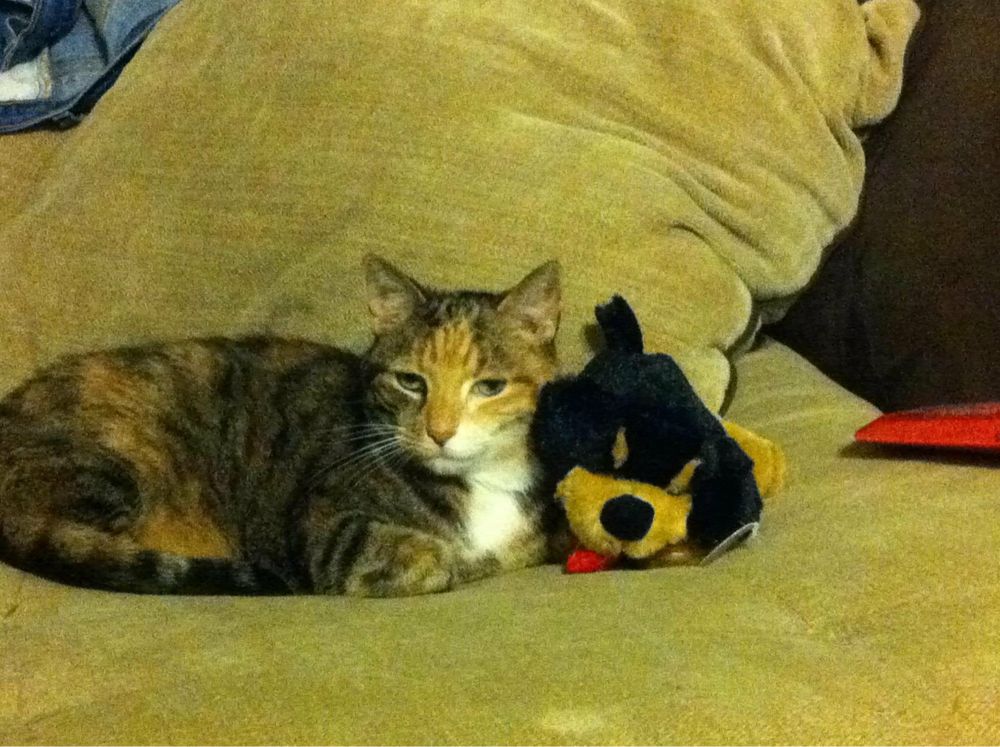 Cat with both the patches of a calico cat and the stripes of a tabby cat curled up in a chair next to a stuffed dog. She looks very smug, like she owns the world.