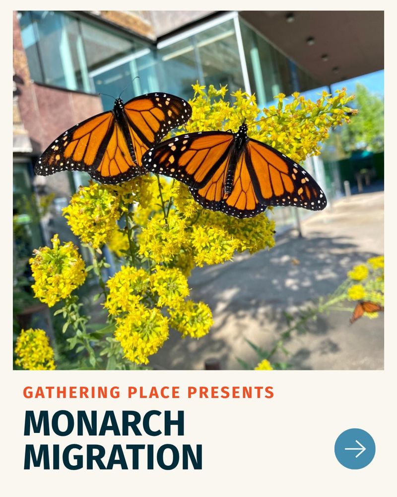 Photo of two monarch butterflies on yellow flowers. Text reads: GATHERING PLACE PRESENTS: MONARCH MIGRATION