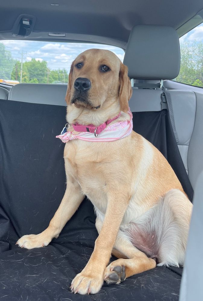 A yellow lab sits up in the backseat of a car. She is looking at the camera and is wearing a pink collar and a white and pink patterned bandana with a pink border.