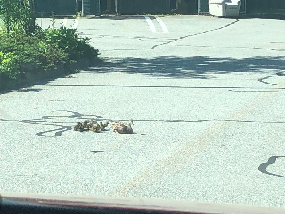 A family of eight ducklings and one parent duck sitting in the middle of a parking lot.