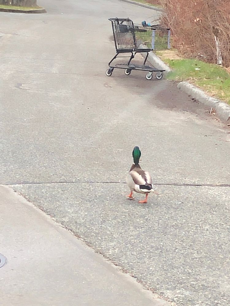 A parking lot where a duck with a green head is walking around.