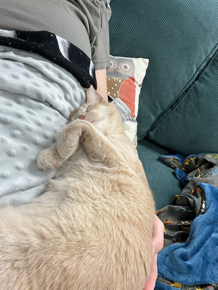 A buff cat sleeps on her back with her paws curled up.