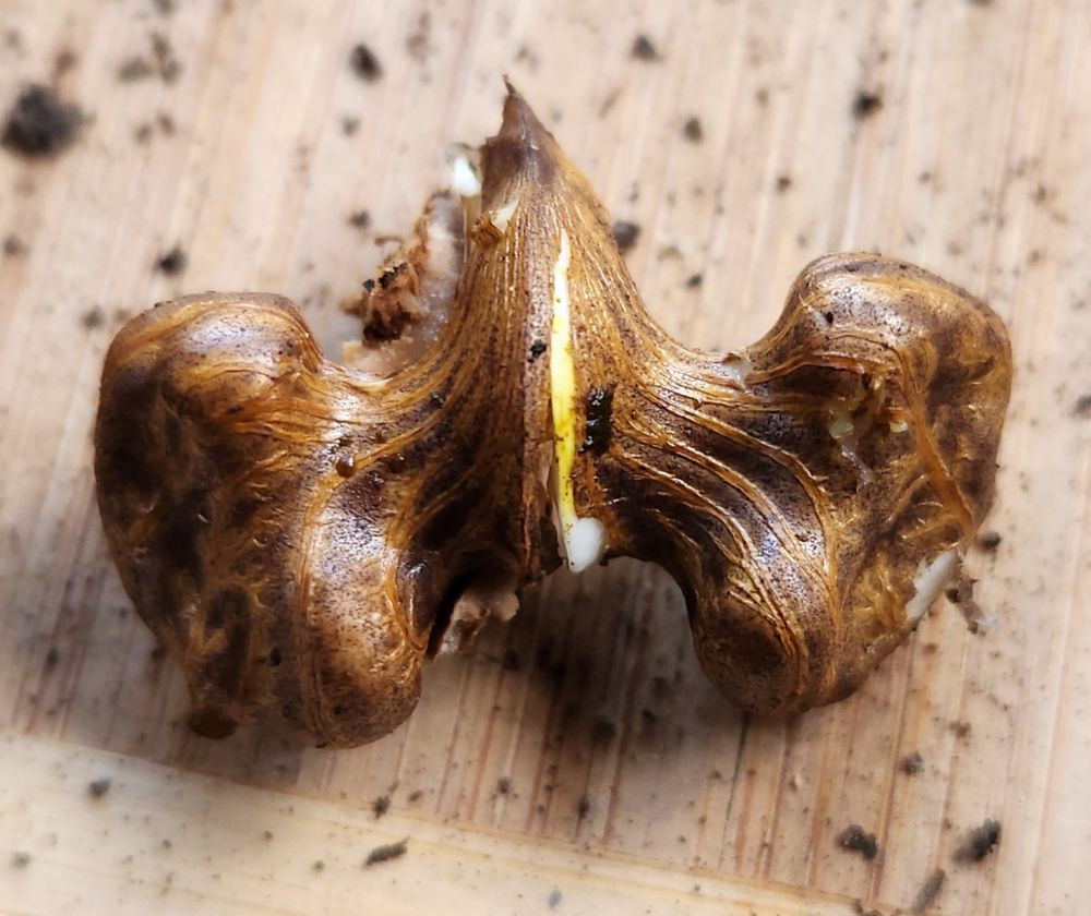This glorious thing is half of the contents of a North American black walnut, and the largest bit I was able to get out in one piece.  To be honest, it looks like the top half of a human pelvis, or perhaps a fantastical rocket ship blasting off, with two clouds of steam and smoke on either side.  There are symmetrical nodes on either side of what could be seen as a vertically oriented almond, or, if we're going with the top-of-a--human-pelvis comparison, the saccral vertebrae.  There is a brown skin over the top of the whole thing, with a vertical split in the middle revealing a white inside.  There are filaments going through this covering, almost like veins.  Life-sized, it is about 1cm tall and 2-3cm from wingtip to wingtip.