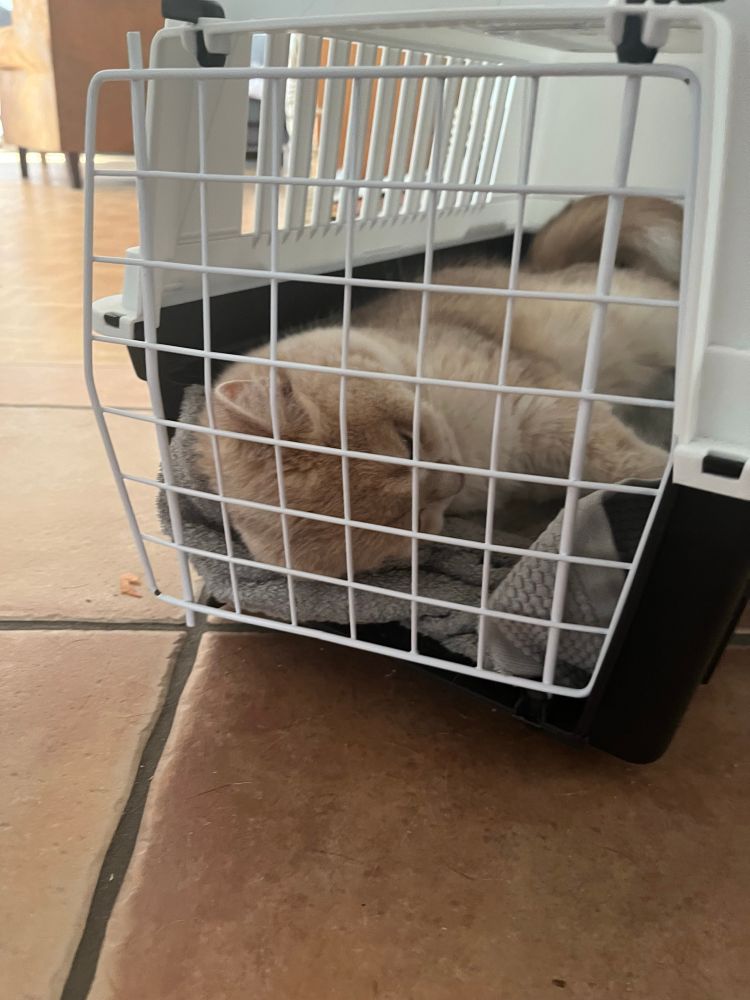 Beige Katze schläft in offener Katzentransportbox