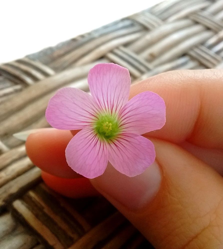 Detalhes da flor rosa da planta conhecida como "azedinha"